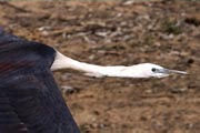 White-necked Heron (Ardea pacifica)